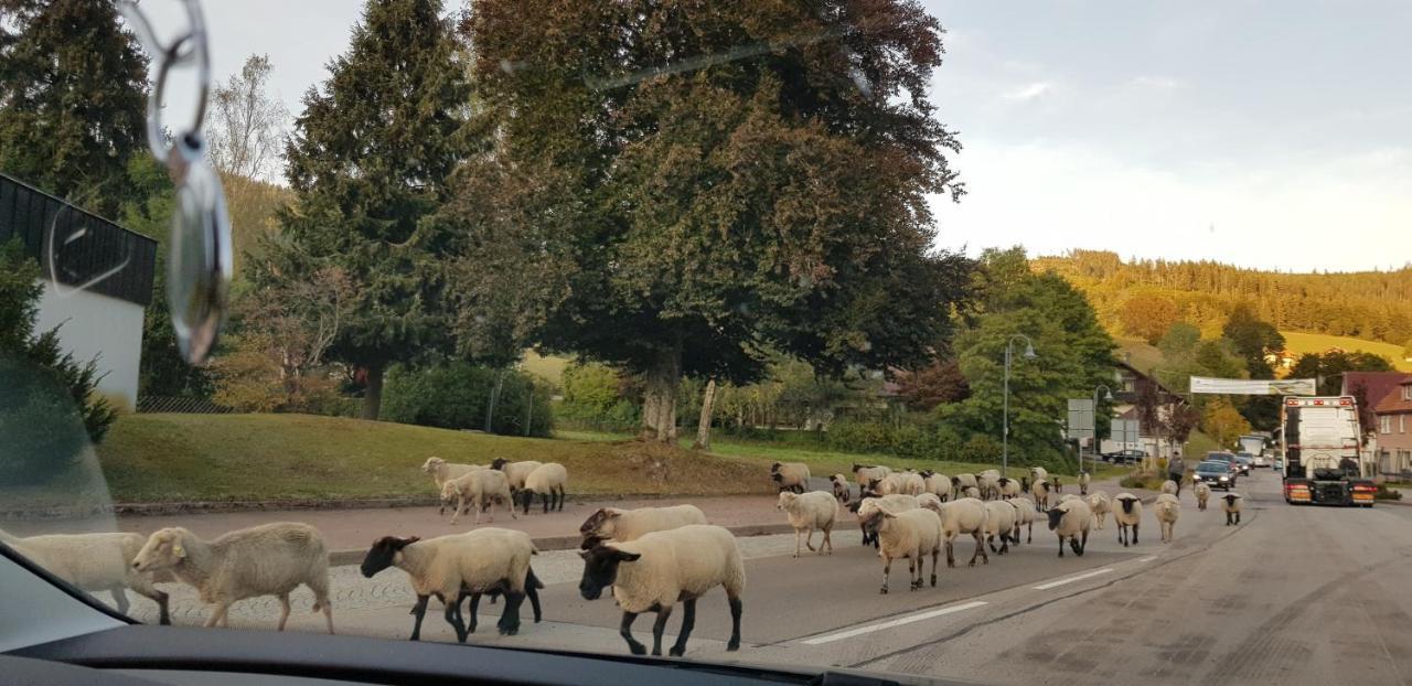 Ferienwohnung Vogelnest Im Schwarzwald Baiersbronn Zewnętrze zdjęcie