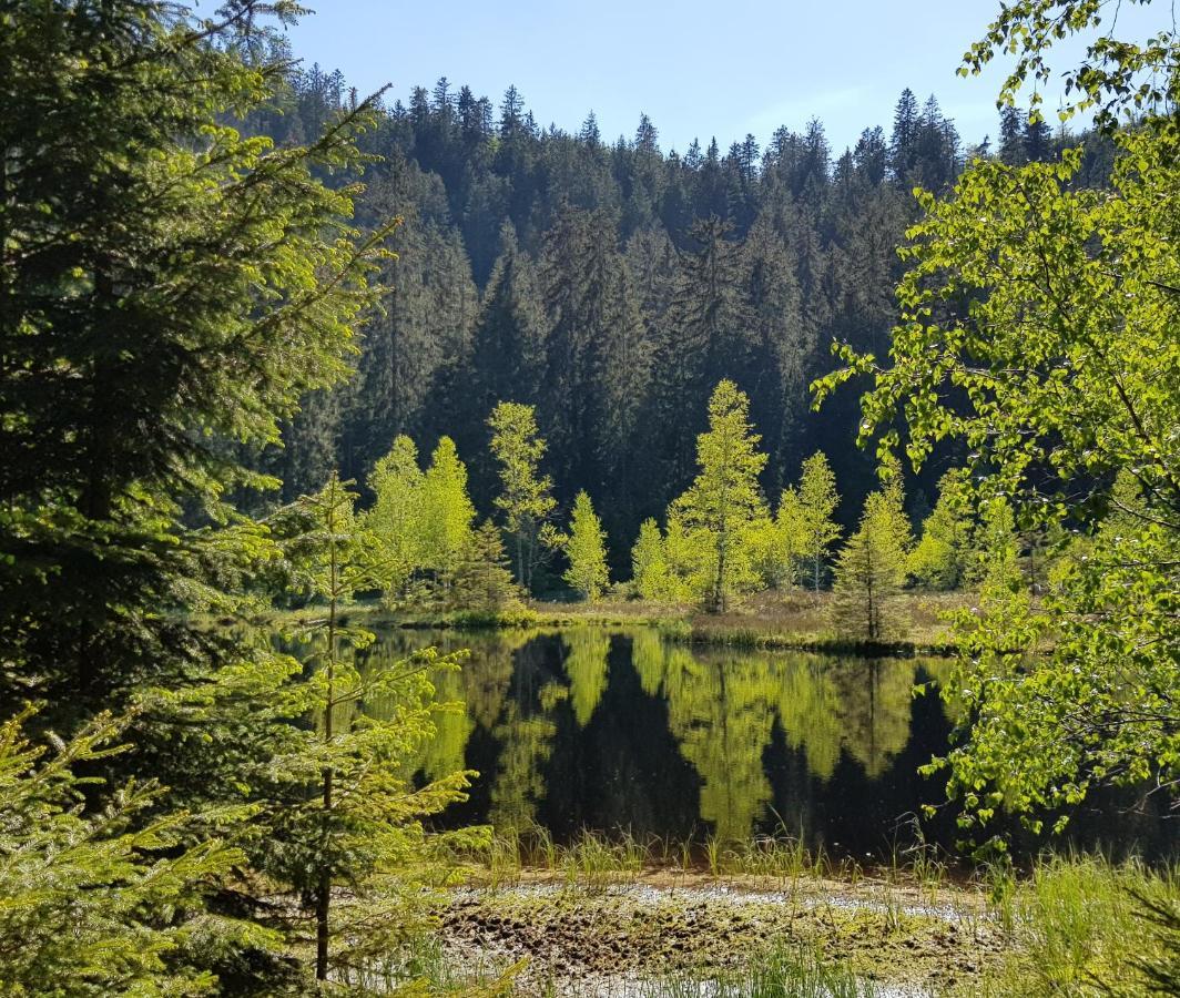 Ferienwohnung Vogelnest Im Schwarzwald Baiersbronn Zewnętrze zdjęcie